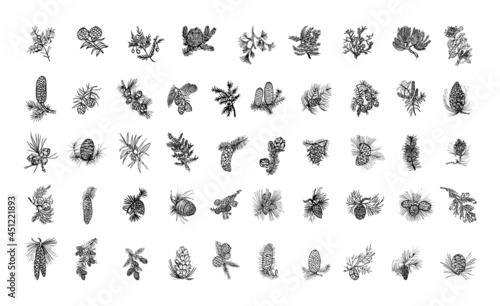 Collection of coniferous plants in sketch style. Hand drawings in art ink style. Black and white graphics. photo