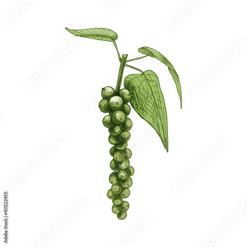Black pepper plant with leaves and peppercorns. Vector vintage hatching