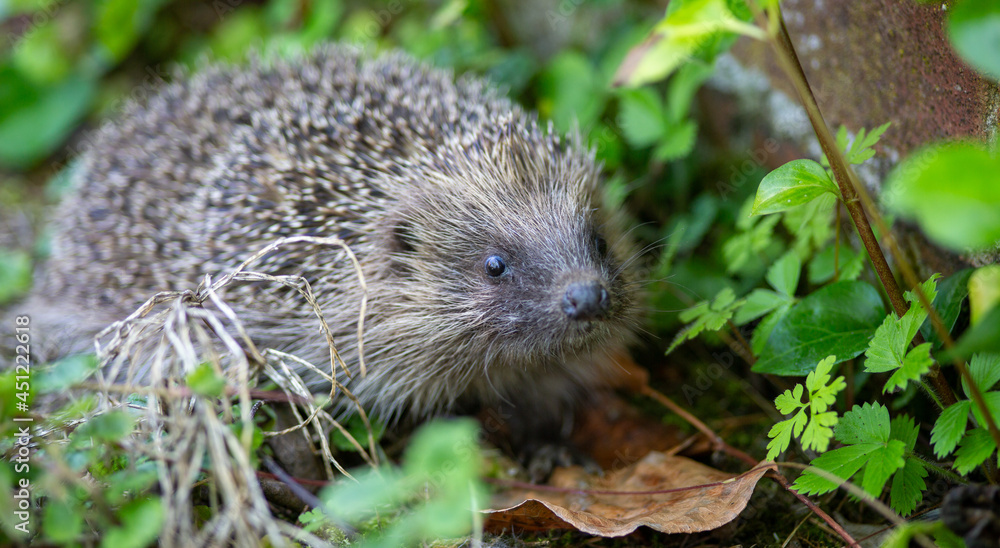Cute hedgehog in the garden Cute hedgehog in the garden