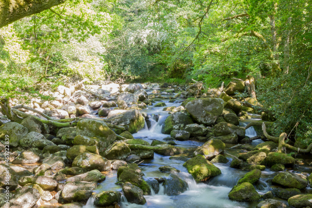 stream in the forest, in Dartmoor, UK stream in the forest, in Dartmoor, UK