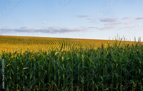 Fotografiet cornfield at sunrise