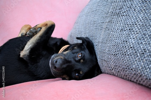 Przyjaciel człowieka, czyli pies odpoczywający na kanapie. 