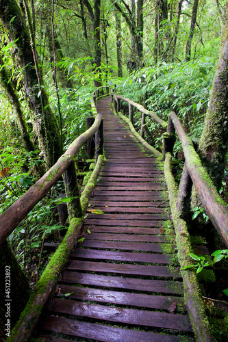 The wooden bridge in the forest © titipong8176734