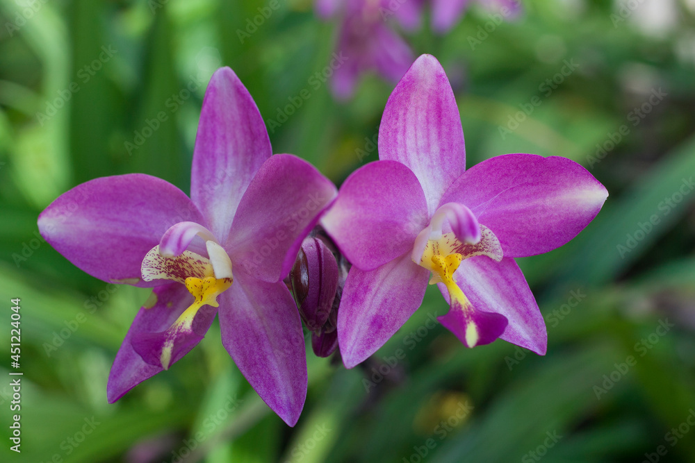 Purple orchids planted in the garden Purple orchids planted in the garden