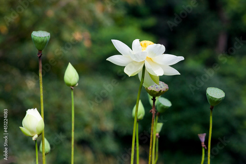 lotus flower planted in the garden