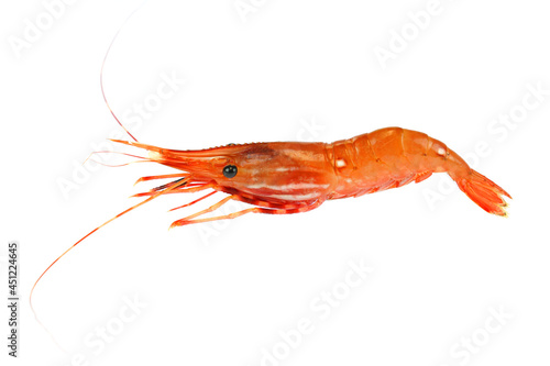 fresh raw red coral shrimp isolated on white background