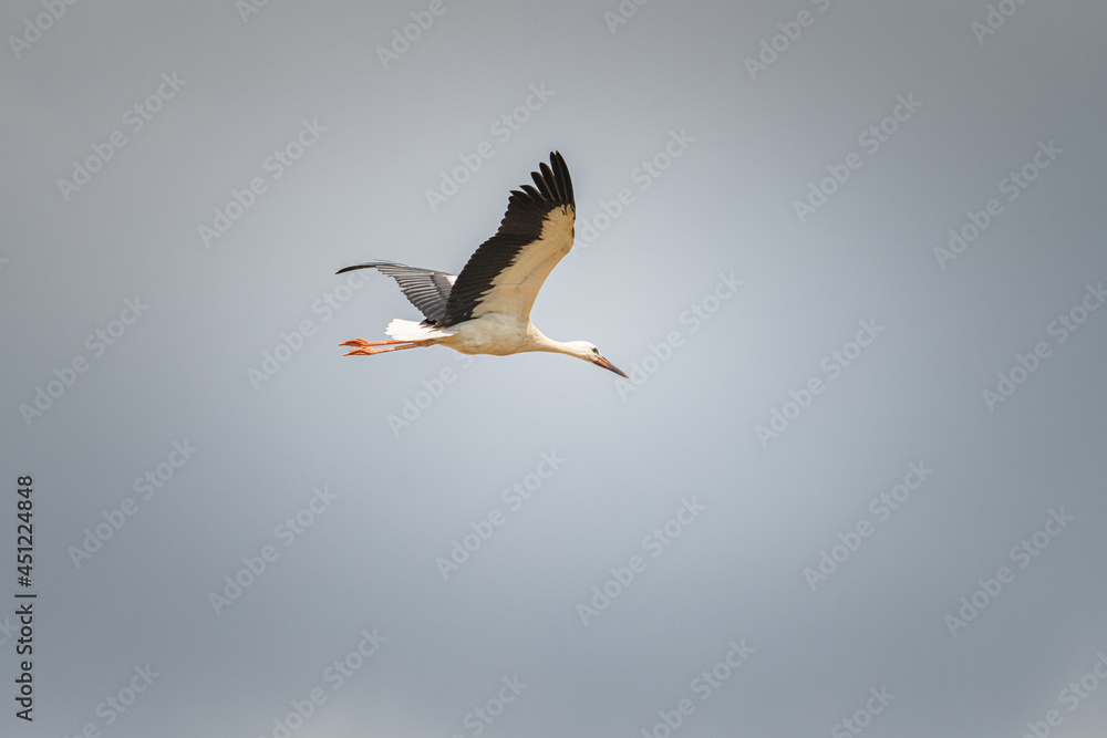 Fototapeta premium The stork flies beautifully high in the sky.
