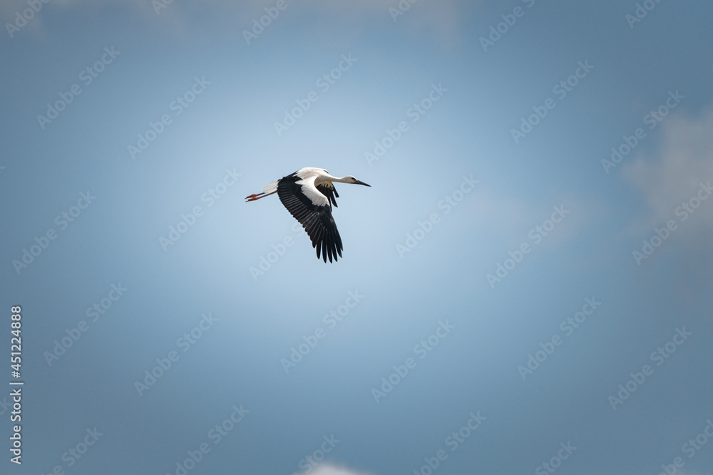 The stork flies beautifully high in the sky. The stork flies beautifully high in the sky.