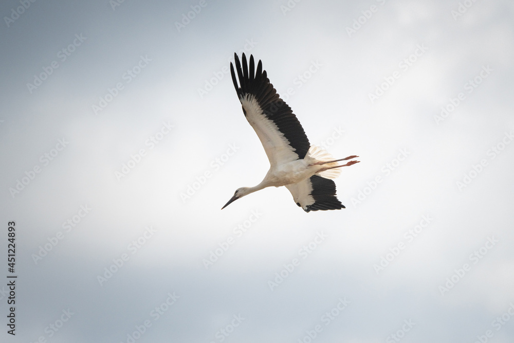 The stork flies beautifully high in the sky. The stork flies beautifully high in the sky.