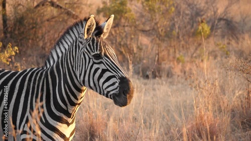 Portrait of plains zebra standing in beautiful dawn light, chews and walks through dry grass