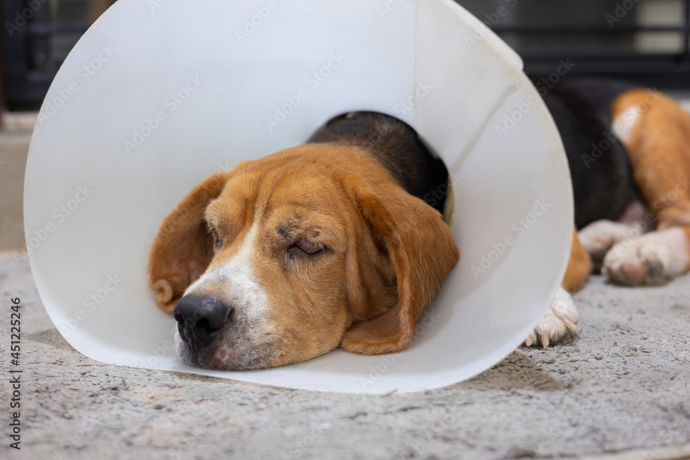 Petstock sales dog cone