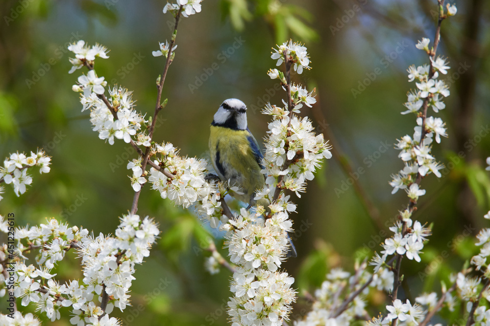 Obraz premium Blaumeise im Frühjahr 