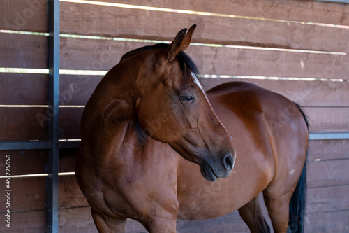 portrait of a horse