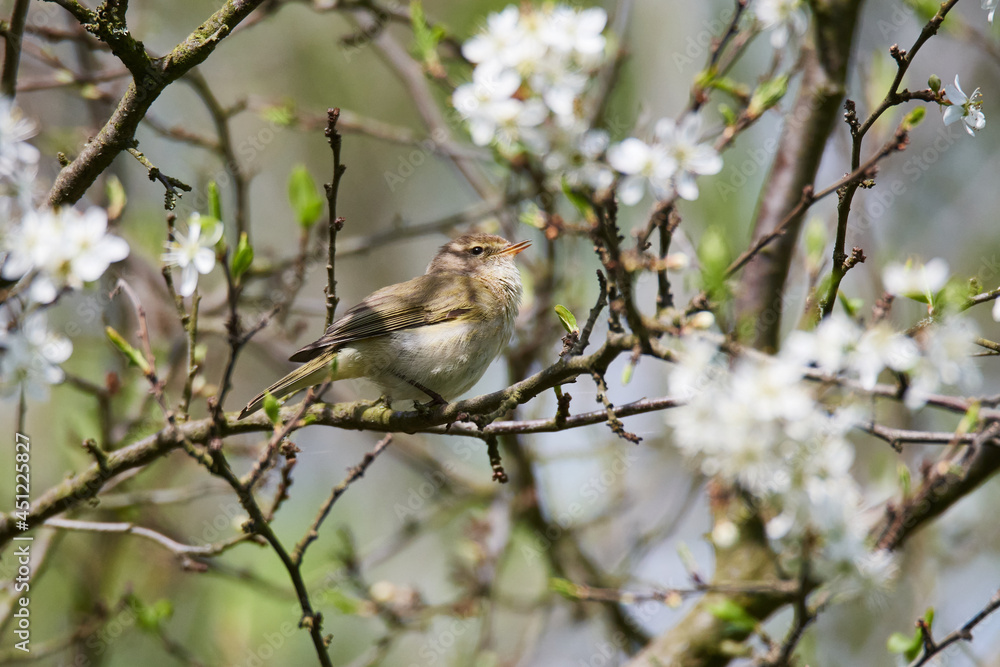Zilpzalp oder Weidenlaubsänger (Phylloscopus collybita) im Frühjahr Zilpzalp oder Weidenlaubsänger (Phylloscopus collybita) im Frühjahr