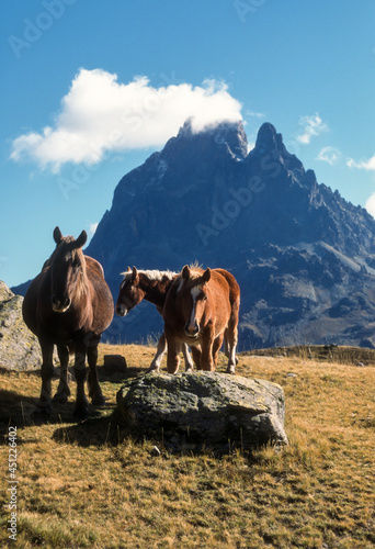 Cheval Comtois, cheval de trait, Pic du Midi d'Ossau, Parc national des Pyrénées, 64, Pyrénées Atlantiques © JAG IMAGES