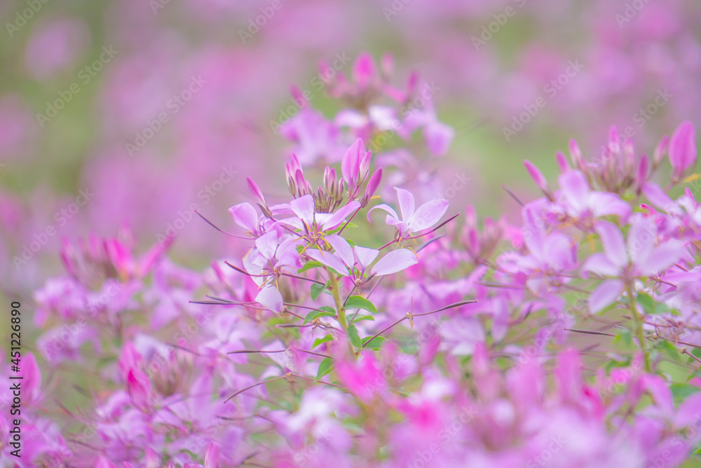 Fototapeta premium ピンクのクレオメの花畑