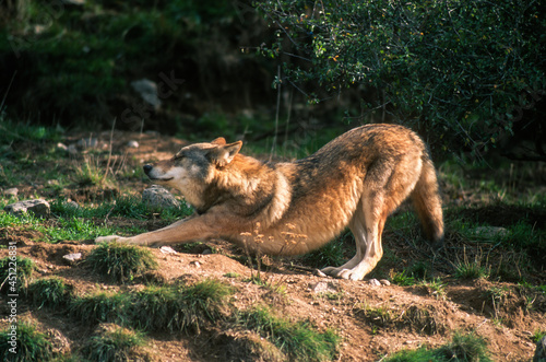 Fototapeta Naklejka Na Ścianę i Meble -  Loup, Canis lupus
