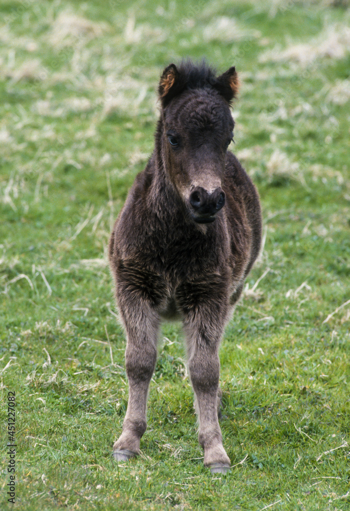 Poney, race Shetland, Equus caballus, Iles Shetland, Grande Bretagne Poney, race Shetland, Equus caballus, Iles Shetland, Grande Bretagne
