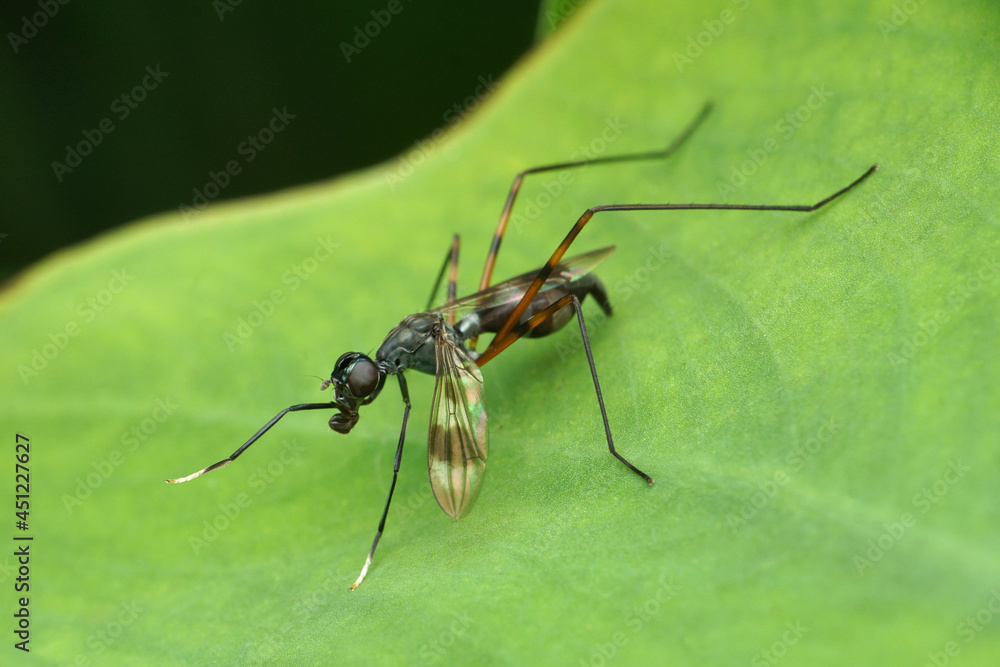 Long legged fly , Taeniaptera trivittata, satara mharashtra india Long legged fly , Taeniaptera trivittata, satara mharashtra india