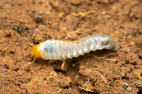 Beetle larvae, Satara, Maharashtra, India