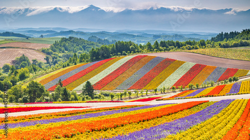 美瑛　四季彩の丘　満開