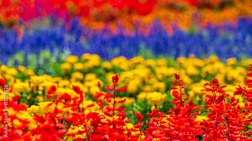 四季彩の丘　花畑 © Yuuki Kobayashi