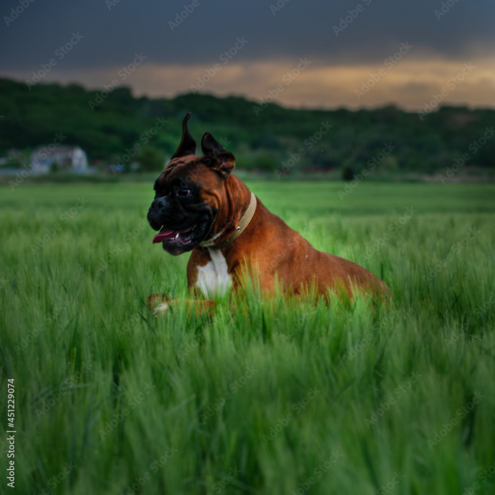 A red-haired dog of the German Boxer breed is rapidly running across the green field.