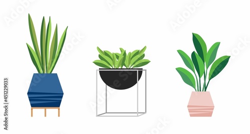 A set of stylish fashionable indoor plants for the house. Isolated on a white background. Dracaena, monstera, boxwood, spatifilum, ficus benjamin, pineapple, zamiokulkas.