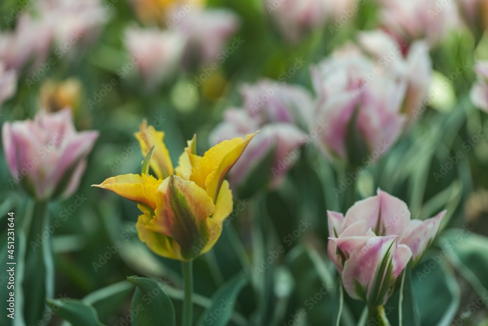 Beautiful colored big tulips garden Beautiful colored big tulips garden