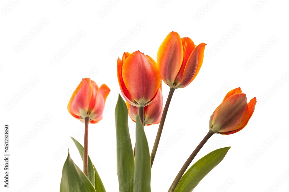 beautiful natural bunch of flower tulips beautiful natural bunch of flower tulips