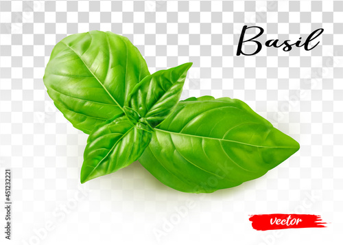 Fresh basil leaves isolated on transparent background. 3d realistic vector illustration of basil leaf.
