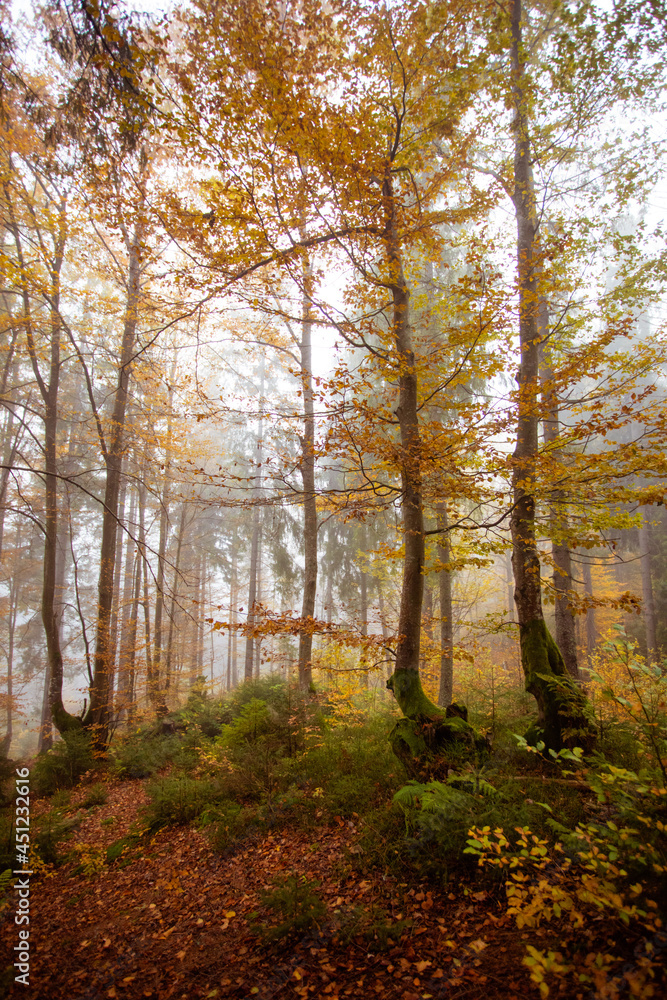 The big old oak tree in the autumn forest