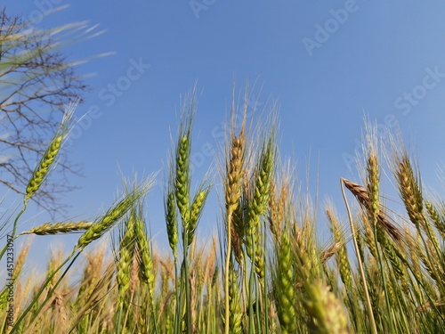 Ear of wheat in bleu sky background. Meadow and blue sky. wheat field under blue sky in India . Beautiful view of agricultural field in a clear sunny day. 