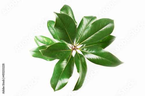 Magnolia branch with green leaves isolated on white background