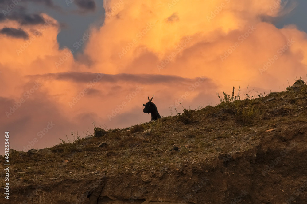 Black mountain goat in the Altai mountains with the stunning red stormy sky