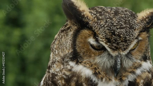 Pan across great horned owl face photo