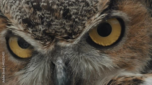 Great horned owl eyeballs close up macro photo