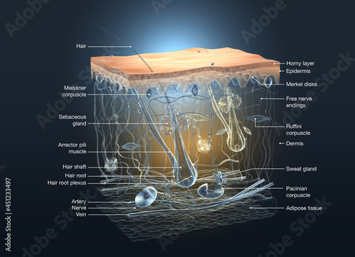 Human skin anatomy, transparent cross section, labeled, 3Dl illustration photo