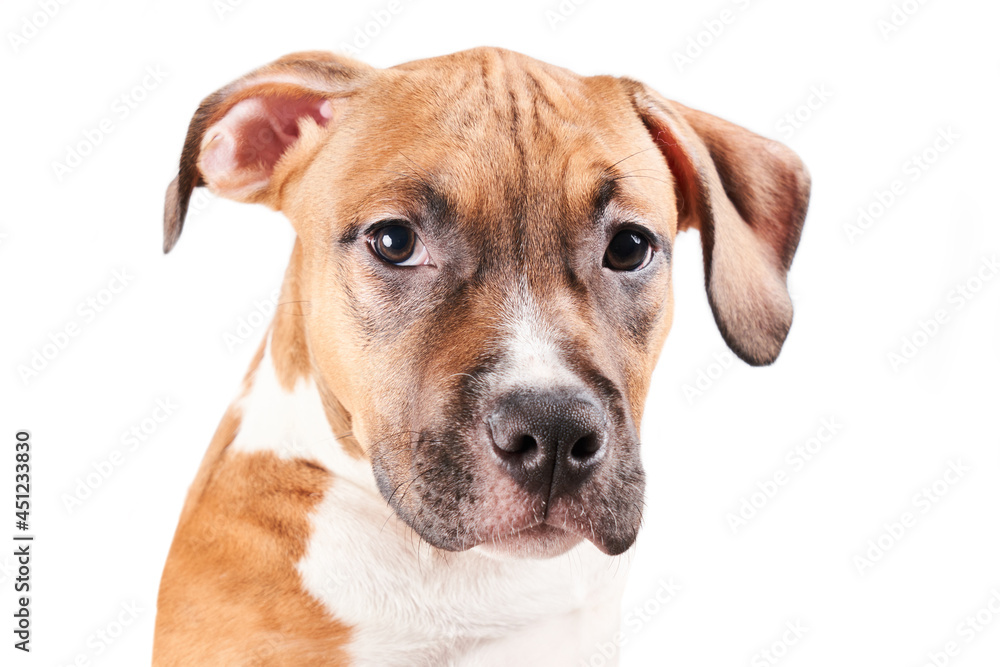 American Staffordshire Terrier puppy portrait isolated on white background. Dog muzzle close-up in studio