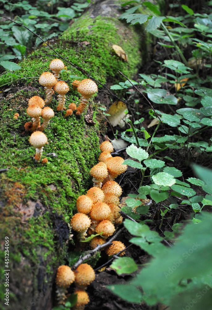 several groups (myceliums) of Pholiota squarrosa fungi on the trunk of a fallen spruce, Russia several groups (myceliums) of Pholiota squarrosa fungi on the trunk of a fallen spruce, Russia