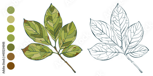 Coloring sheet with green Hungarian lilac leaves and appropriate color palette isolated on white background. Hand-drawn style vector illustration.