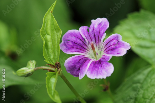 Obraz na plátně Purple knotted cranesbill flower close up