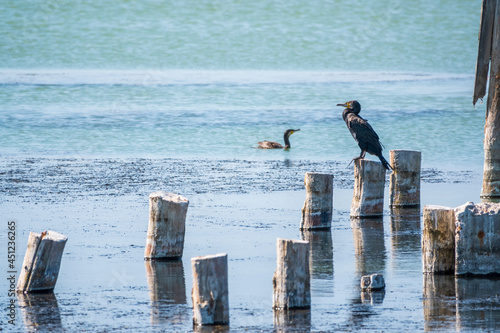 Black cormorant sits on a old sea pier © Dmitrii Potashkin