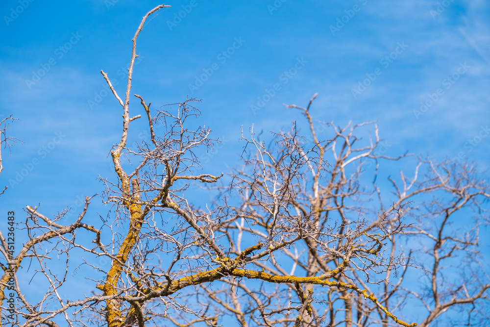Obraz premium Autumn or winter tree branches without leaves against a clear blue sky.