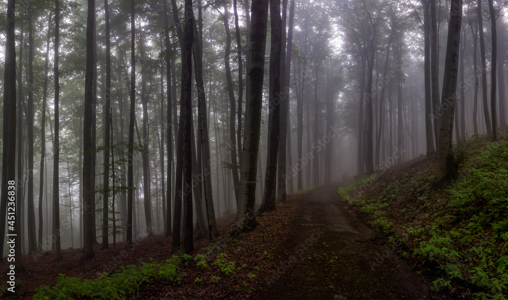 forest road in the morning mist mystical landscape forest road in the morning mist mystical landscape