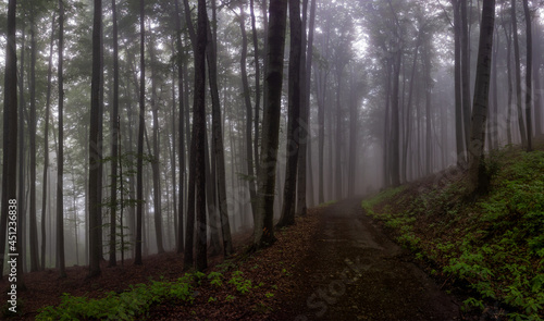 forest road in the morning mist mystical landscape © dodes11