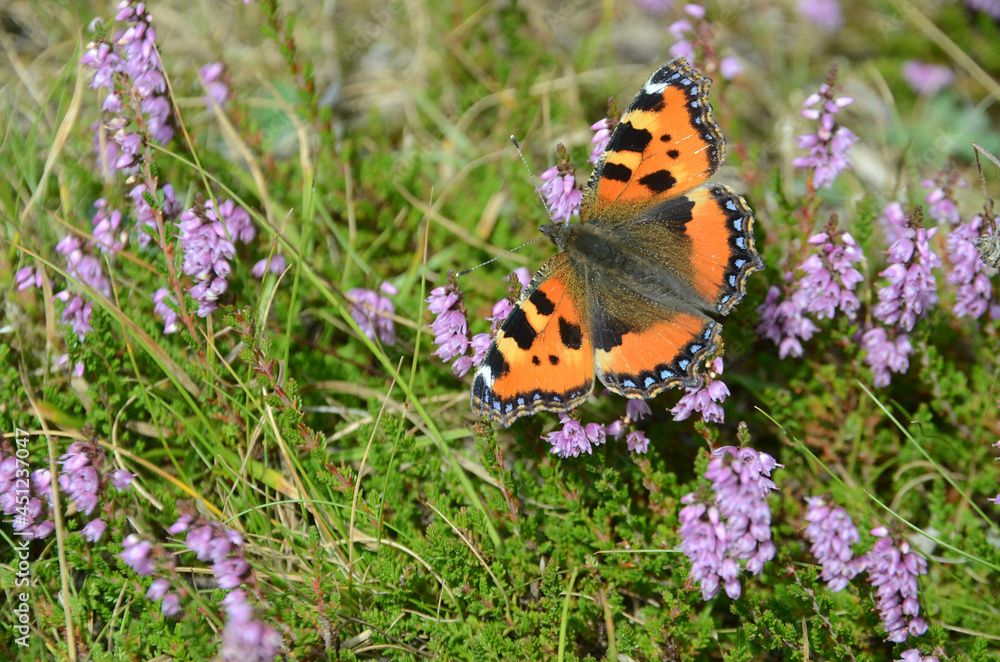 Obraz premium Small tortoiseshell butterfly sits in blooming heather.