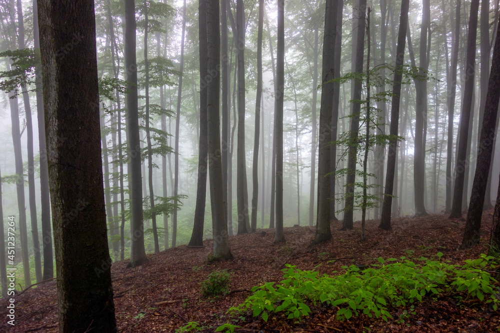 Obraz premium forest in the morning mist mystical landscape