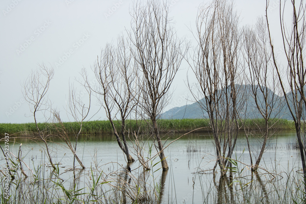 Trees grow in water on the foreground. Beautiful, green and lush shore. Landscape on the natural park. Mountains and blue sky on the background. Trees grow in water on the foreground. Beautiful, green and lush shore. Landscape on the natural park. Mountains and blue sky on the background.