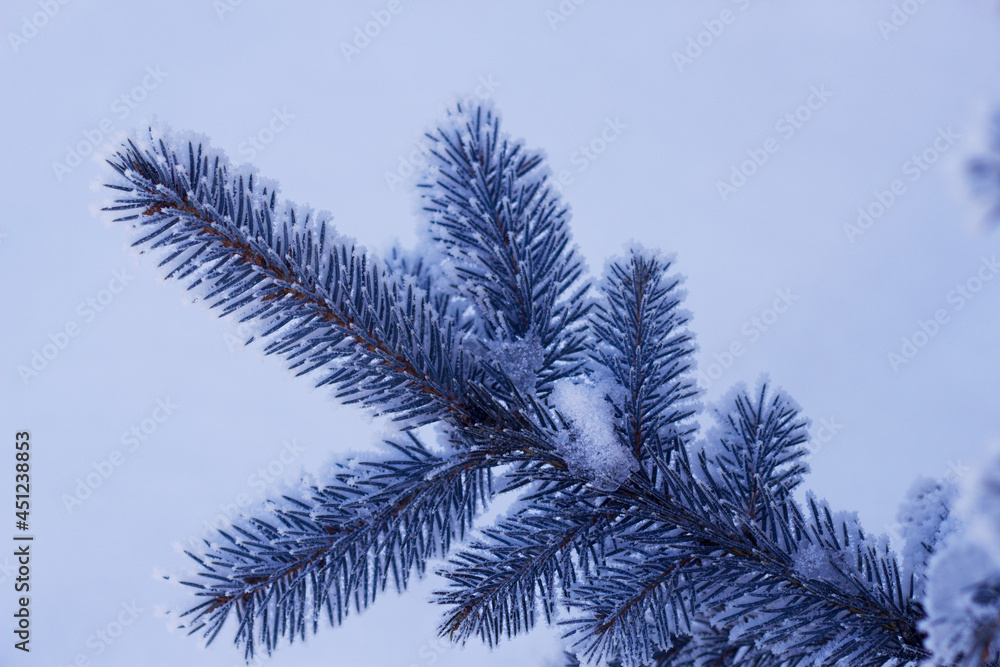 Snow covered branches of blue fir tree. Winter forest and christmas holidays. Snow covered branches of blue fir tree. Winter forest and christmas holidays.